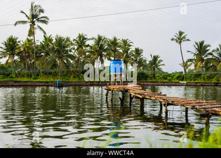 Manmade pesci e gamberetti aziende agricole situate in Goa che posteriore e razza pesci e gamberetti/i gamberetti per consum locale Foto Stock