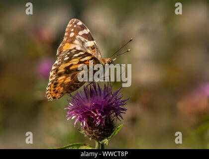 Dipinto di lady butterfly (Vanessa cardui) alimentazione su fiordaliso (Centuarea nigra) nel prato di fiori selvaggi, Dumfries Scozia SW Foto Stock