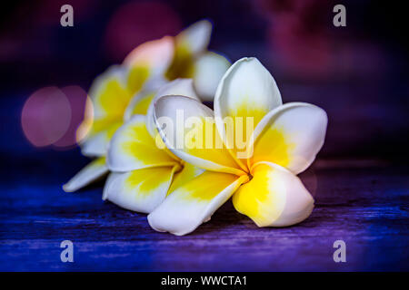 Plumeria - fiori di frangipani vicino fino al buio su un sfondo sfocato con effetto bokeh di fondo Foto Stock