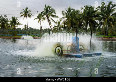 Manmade pesci e gamberetti aziende agricole situate in Goa che posteriore e razza pesci e gamberetti/i gamberetti per consum locale Foto Stock