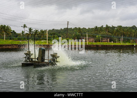 Manmade pesci e gamberetti aziende agricole situate in Goa che posteriore e razza pesci e gamberetti/i gamberetti per consum locale Foto Stock