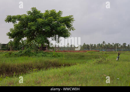 Manmade pesci e gamberetti aziende agricole situate in Goa che posteriore e razza pesci e gamberetti/i gamberetti per consum locale Foto Stock