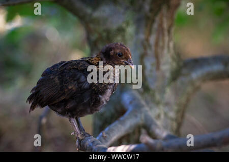 Stoapiperl/ Steinhendl, nero neonata seduto in un albero - una specie gravemente minacciate di razza di pollo dall' Austria Foto Stock