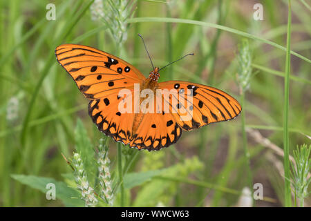 Close-up di un golfo fritillary butterfly, Agraulis vanillae. Foto Stock