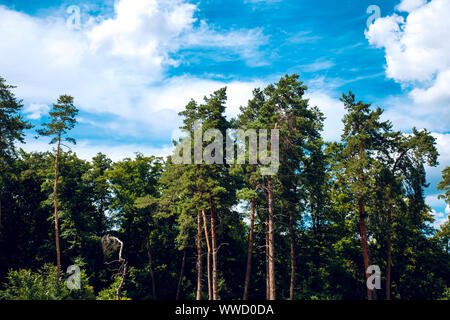 Varietà corone di alberi nella foresta di primavera contro il cielo nuvoloso. Vista inferiore degli alberi Foto Stock