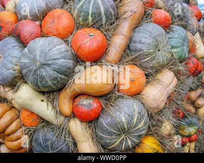 Composizione di autunno con diversi tipi di zucca. Foto Stock