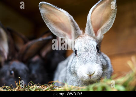 Carino grigio e marrone coniglio in gabbia, close up Foto Stock