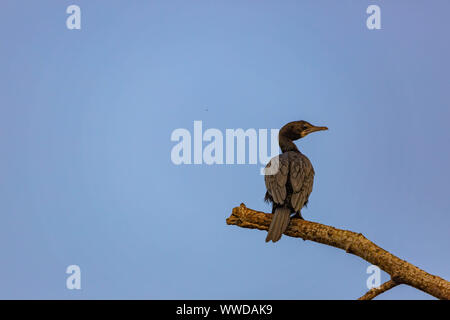 Lone cormorano o shag appollaiato su un ramo utilizzando come una vantage point cercando off a destra contro un cielo blu Foto Stock