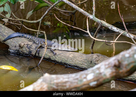 Crocodile mimetizzata su un vecchio semi sommerso tronco di albero sole stesso mantenendo un occhio sull'acqua di seguito nella sua naturale habitat di estuario Foto Stock