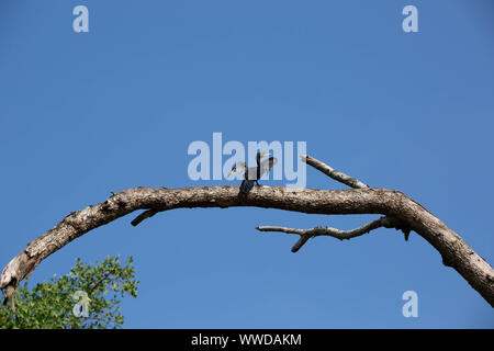 Cormorano arroccato su un albero asciugando le sue ali disteso dopo le immersioni per i pesci contro un chiaro sunny blue sky con spazio di copia Foto Stock