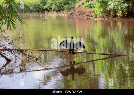 Cormorano o shag asciugando le sue ali appollaiato su un ramo sopra acqua tranquilla con le riflessioni dopo la pesca per alimenti Foto Stock