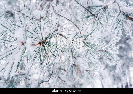 Il ramo di pino è coperto di neve con aghi lunghi su uno sfondo verde sfocato. Albero di Natale sullo sfondo freddo Foto Stock