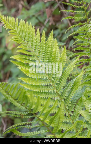 Singola Fern frond in foglia Cornish siepe. Foto Stock