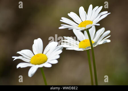 Shaggy inchiostro fungo tappo Foto Stock