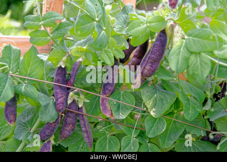 Coltivate localmente pisello nero nel giardino biologico. Homegrown produrre Pisum sativum Foto Stock