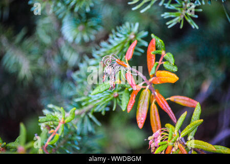 Fire infestante nel parco nazionale Foto Stock