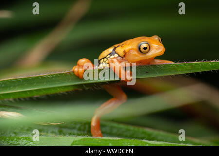 Risplendente bush rana Foto Stock