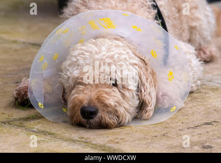 Triste guardando Labradoodle cane che indossa un Buster collare per arrestarlo da graffi sulla ferita a sinistra seguendo una procedura chirurgica Foto Stock