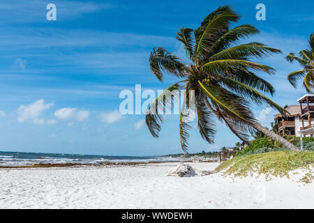 Tulum, Yucatan, Riviera Maya. Spiaggia di Tulum con splendide palme, il Mare dei Caraibi in Messico. Foto Stock