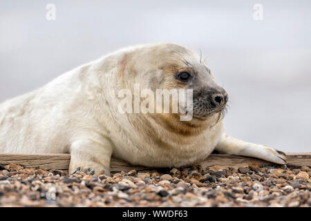 Atlantico guarnizione grigio, Halichoerus grypus, due settimane vecchio cucciolo sulla spiaggia di ciottoli, Dicembre, Norfolk.UK Foto Stock