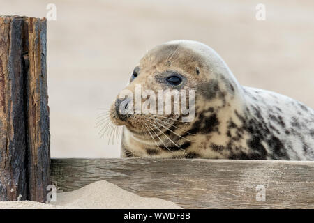 Atlantico guarnizione grigio, Halichoerus grypus, femmina matura fa capolino oltre la parete del mare difese, Dicembre, Norfolk.UK Foto Stock