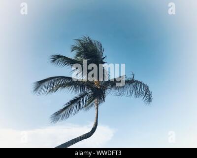 Inclinazione albero di palma, Tulum, Quintana Roo, la penisola dello Yucatan, Messico Foto Stock