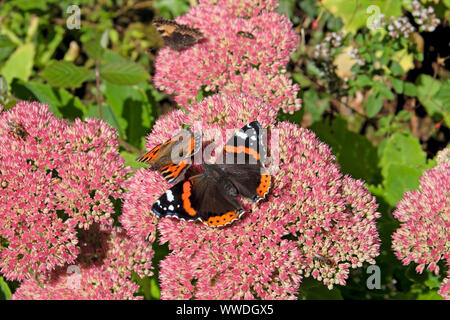 Painted Lady Butterfly Feeding on Sedum Spectabile gioia d'autunno nel giardino d'autunno Settembre 2019 Carmarthenshshire Wales UK KATHY DEWITT Foto Stock