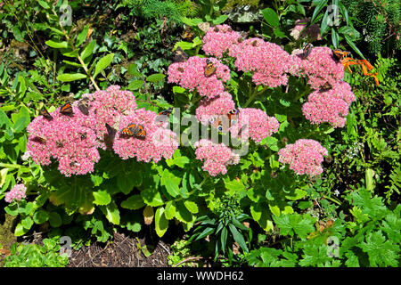 Painted Lady, Peacock & aglais orticae farfalle che si nutrono di sedum rosa spectabile in autunno giardino farfalla afflux settembre 2019 UK KATHY DEWITT Foto Stock