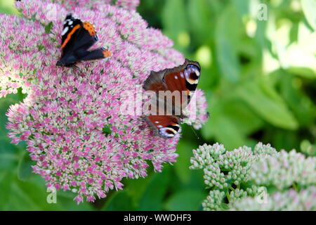 Farfalla di pavone e farfalle Red Admiral che si nutrono di fiori di Sedum in un giardino autunnale settembre 2019 Carmarthenshire Galles Regno Unito KATHY DEWITT Foto Stock