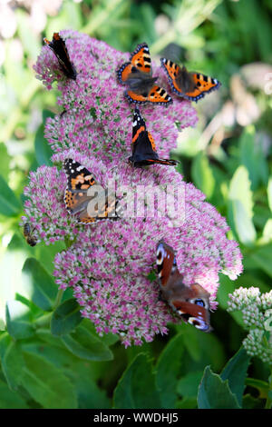 Painted Lady Vaness Cardui, Peacock farfalla alimentazione & aglais orticae farfalle in giardino settembre 2019 Carmarthenshire Galles UK KATHY DEWITT Foto Stock