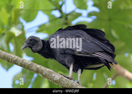 Primo piano di scavenger di grandi dimensioni,avvoltoio nero (Coragyps atratus) si appollaia in albero frondoso Rurrenebaque in Bolivia Foto Stock