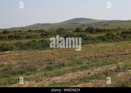 Fienagione al Boknes prateria, Capo orientale, Sud Africa Foto Stock