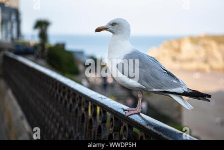 Un Gabbiano aringhe posatoi al di sopra di una spiaggia in Tenby, Pembrokeshire, il Galles in una giornata di sole con Santa Caterina di isola in background Foto Stock