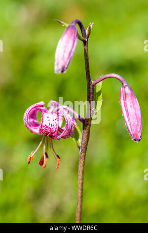 Turk cappuccio del giglio o Martagon - Lillium Martagon -, Somport, Huesca, Spagna Foto Stock