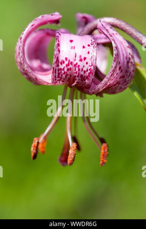 Turk cappuccio del giglio o Martagon - Lillium Martagon -, Somport, Huesca, Spagna Foto Stock