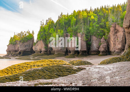 Vaso di fiori di formazioni lungo la baia di Fundy in Hopewell Rocks Parco, New Brunswick, Canada Foto Stock