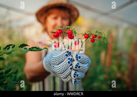 Donna raccoglie i pomodori ciliegini in serra. L'agricoltura, il giardinaggio concetto. Agricoltore la raccolta di ortaggi Foto Stock