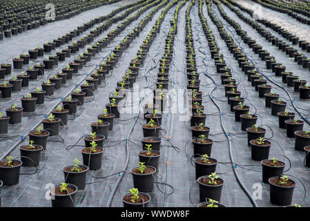 Vivaio. Impianto automatico impianto di irrigazione per serra irrigazione nebbia sys. Il controllo delle piante infestanti. Foto Stock