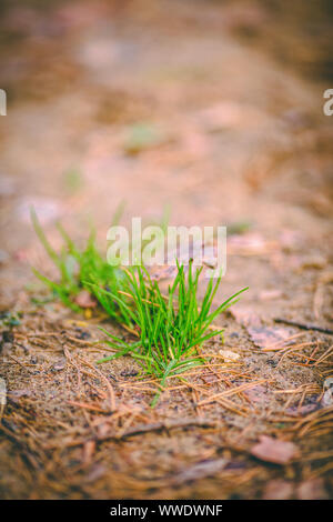 Immagine del verde di pini aghi sul terreno luminoso sul giorno di estate Foto Stock