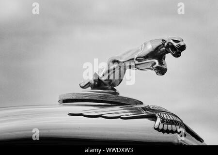 Un salto Jaguar emblema di cofano su un classico vintage automobile. Foto Stock