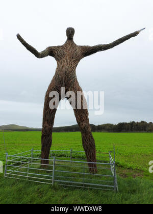 2019 image- Una vista del nuovo enorme Wickerman figura nel Festival Wickerman campo nei pressi di Dundrennan, Dumfries e Galloway. (Circondato da un normale gli agricoltori recinto) Foto Stock