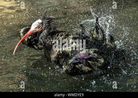 Uccello del bagno di lavaggio, Geronticus eremita Nord Ibis calvo Foto Stock