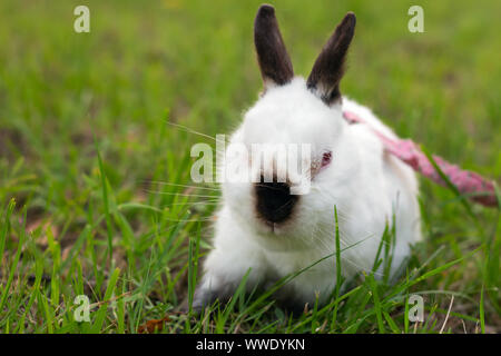 Il coniglio corre sul prato decorativo a piedi Foto Stock