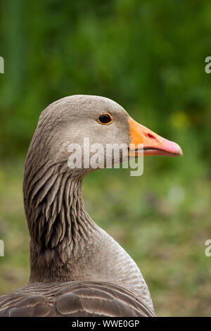 Graylag Wild Goose (Anser anser) closeup che mostra la testa, il collo e il becco arancione, England, Regno Unito Foto Stock