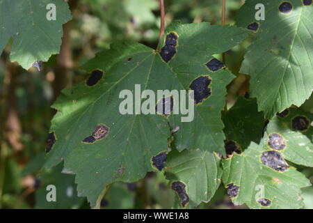 Tar spot sulle foglie di un sicomoro. Tar spot è una malattia causata da un fungo Rhytisma acerinum. Non provocano danni permanenti alla struttura. Foto Stock