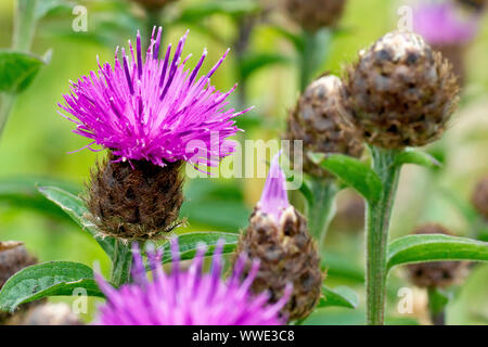 Fiordaliso minore o Hardheads (centaurea nigra), chiudere su di un fiore circondato da gemme. Foto Stock