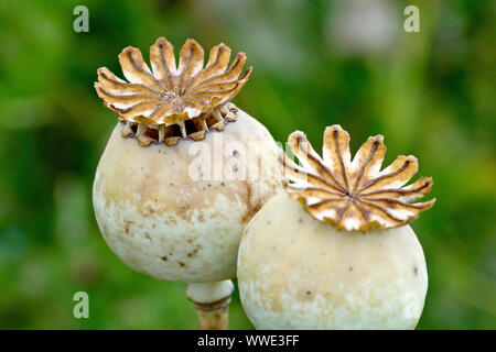 Papavero (Papaver somniferum), in prossimità di un paio di seedheads, cialde o capsule. Foto Stock