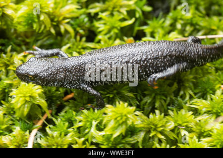 Grande tritone crestato (Triturus cristatus), la più grande delle tre tritoni nativo specie nel Regno Unito Foto Stock