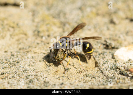 Heath potter wasp (Eumenes coarctatus) raccogliere una palla di argilla per la costruzione del suo nido pot in Surrey brughiera, REGNO UNITO Foto Stock
