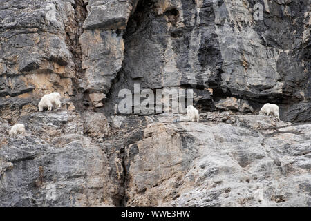 Nord America; Canada; Alberta; Parco Nazionale Jasper; fauna; delle capre di montagna; Oeamnos americanus; Cliffside Foto Stock